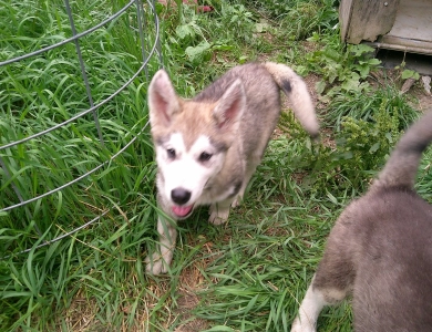 #2 Alaskan Malamute
