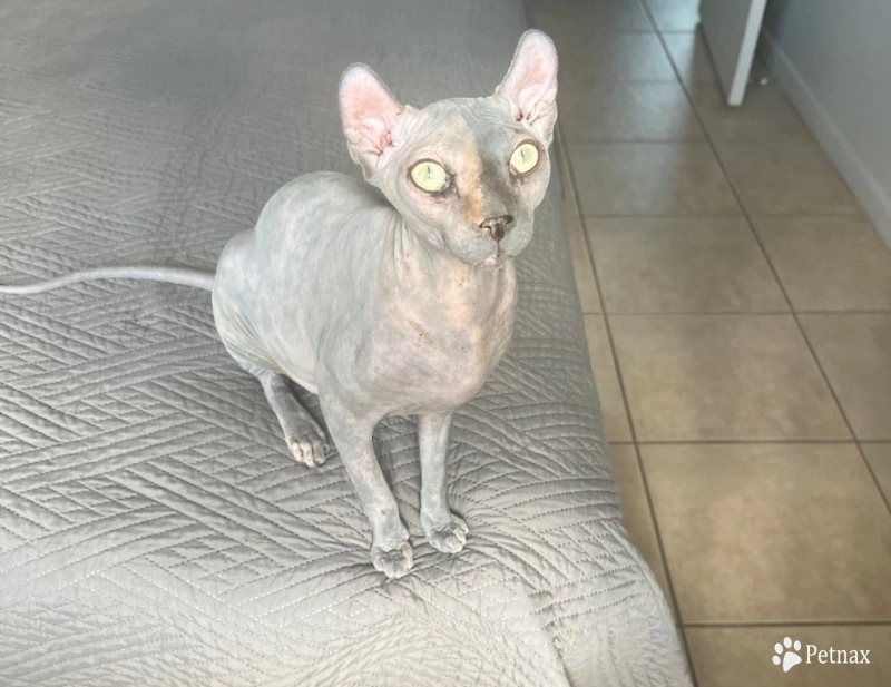 Rachel Sphynx
