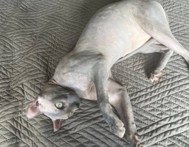 Rachel Sphynx