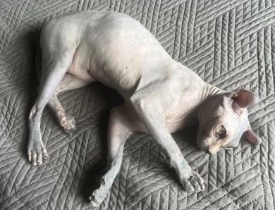 Rachel Sphynx