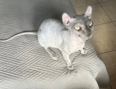 Rachel Sphynx