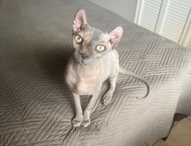 Rachel Sphynx