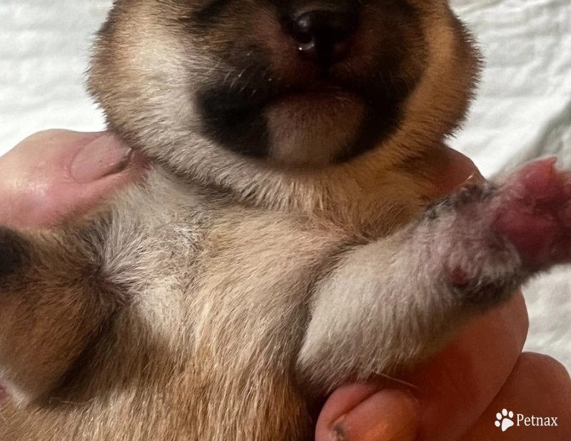 Messi Shiba Inu