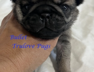 Bullet Bullet Pug