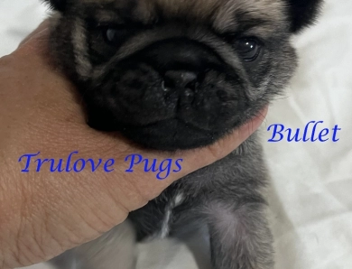 Bullet Bullet Pug