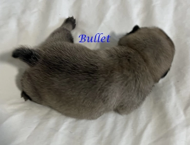 Bullet Bullet Pug