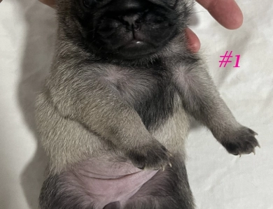Female #1 Female #1 Pug