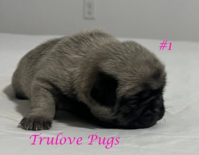 Female #1 Female #1 Pug