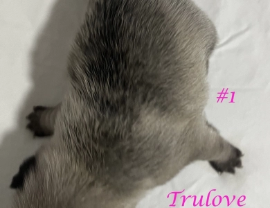 Female #1 Female #1 Pug