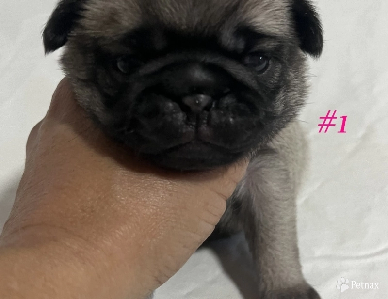 Female #1 Pug