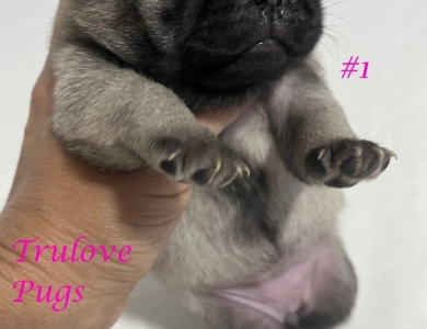 Female #1 Female #1 Pug