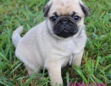Mirtha Mirtha Pug