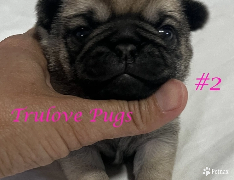 Female #2 Pug
