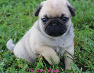 Mirtha Mirtha Pug