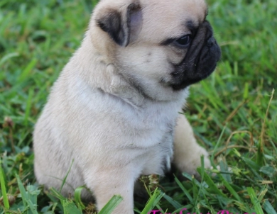 Mirtha Mirtha Pug