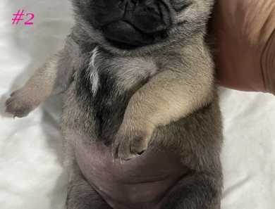 Female #2 Female #2 Pug
