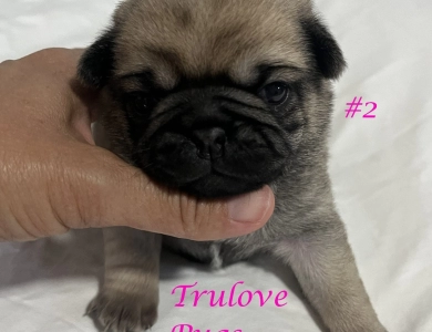 Female #2 Female #2 Pug
