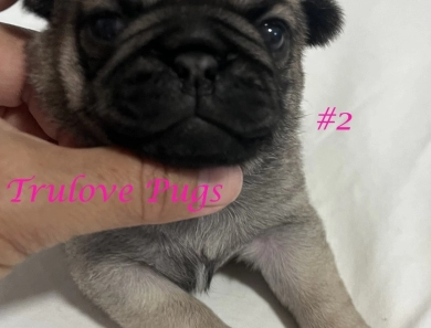 Female #2 Female #2 Pug