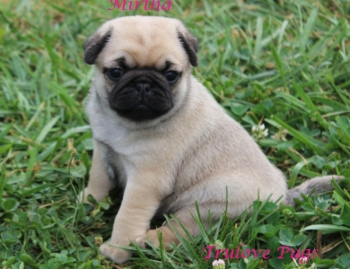 Mirtha Mirtha Pug