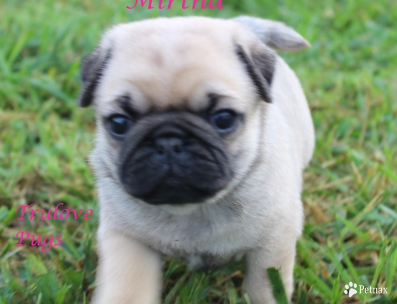 Mirtha Pug