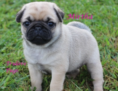 Mirtha Mirtha Pug