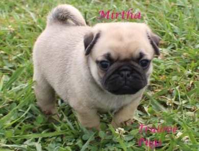Mirtha Mirtha Pug