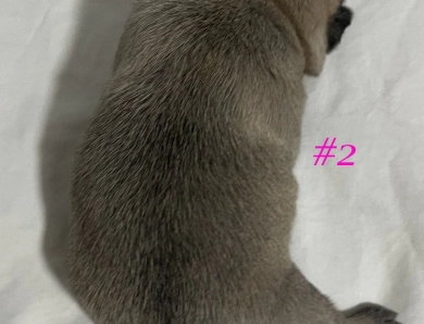 Female #2 Female #2 Pug