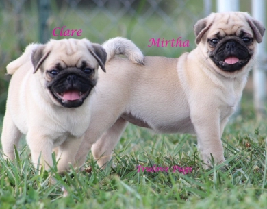 Mirtha Mirtha Pug