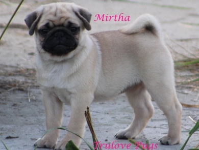 Mirtha Mirtha Pug