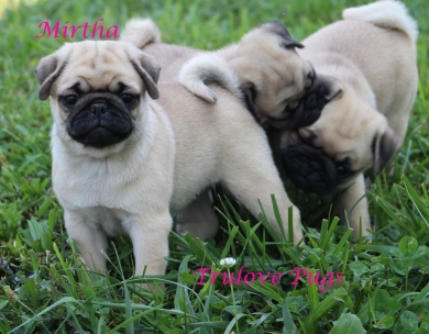 Mirtha Mirtha Pug