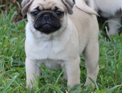 Mirtha Mirtha Pug