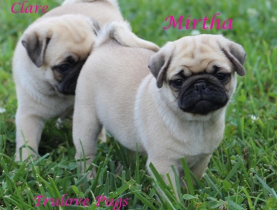 Mirtha Mirtha Pug