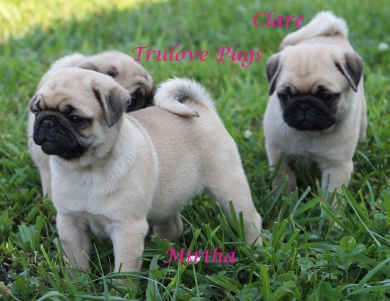 Mirtha Mirtha Pug