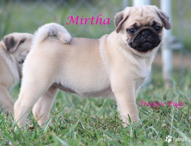 Mirtha Pug