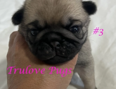 Female #3 Female #3 Pug