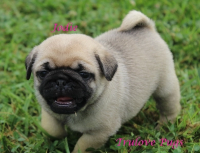 Jodie Jodie Pug