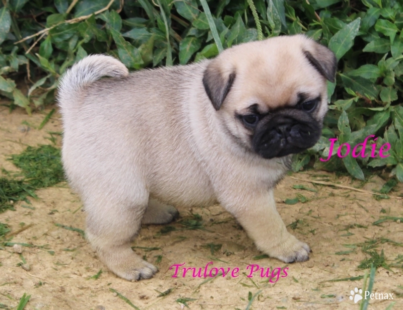 Jodie Pug