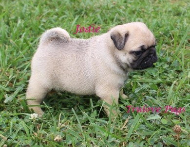 Jodie Jodie Pug