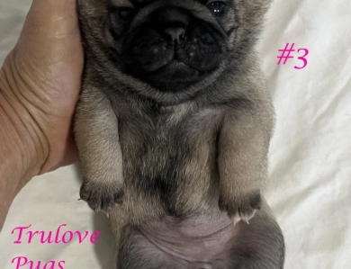 Female #3 Female #3 Pug