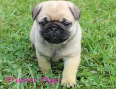 Jodie Jodie Pug