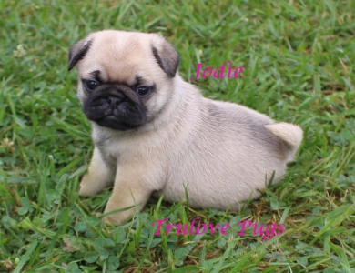 Jodie Jodie Pug