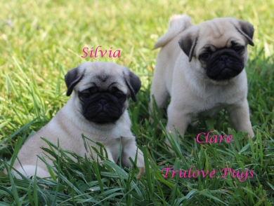 Clare Clare Pug