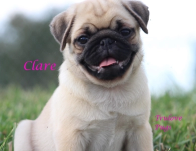 Clare Clare Pug