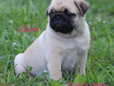 Clare Clare Pug