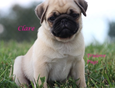 Clare Clare Pug