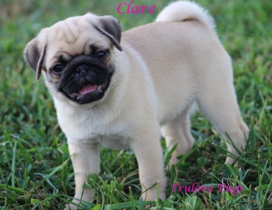 Clare Clare Pug