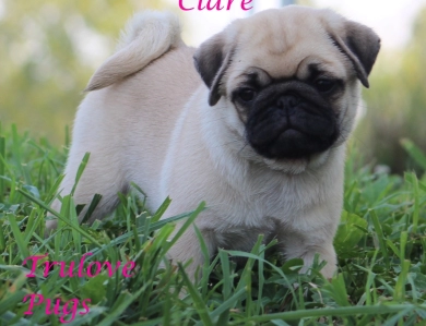 Clare Clare Pug