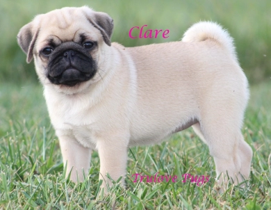 Clare Clare Pug