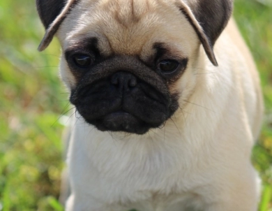 Clare Clare Pug