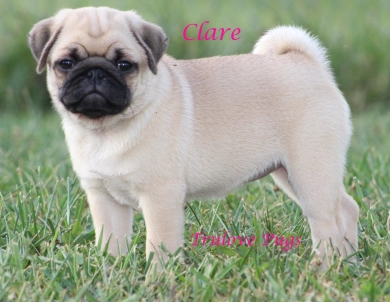Clare